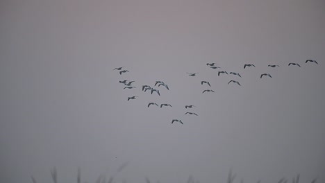 flock of bar headed goose flying in morning