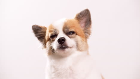 Chihuahua-purebred-dog-detail-on-a-neutral-background-with-copy-space