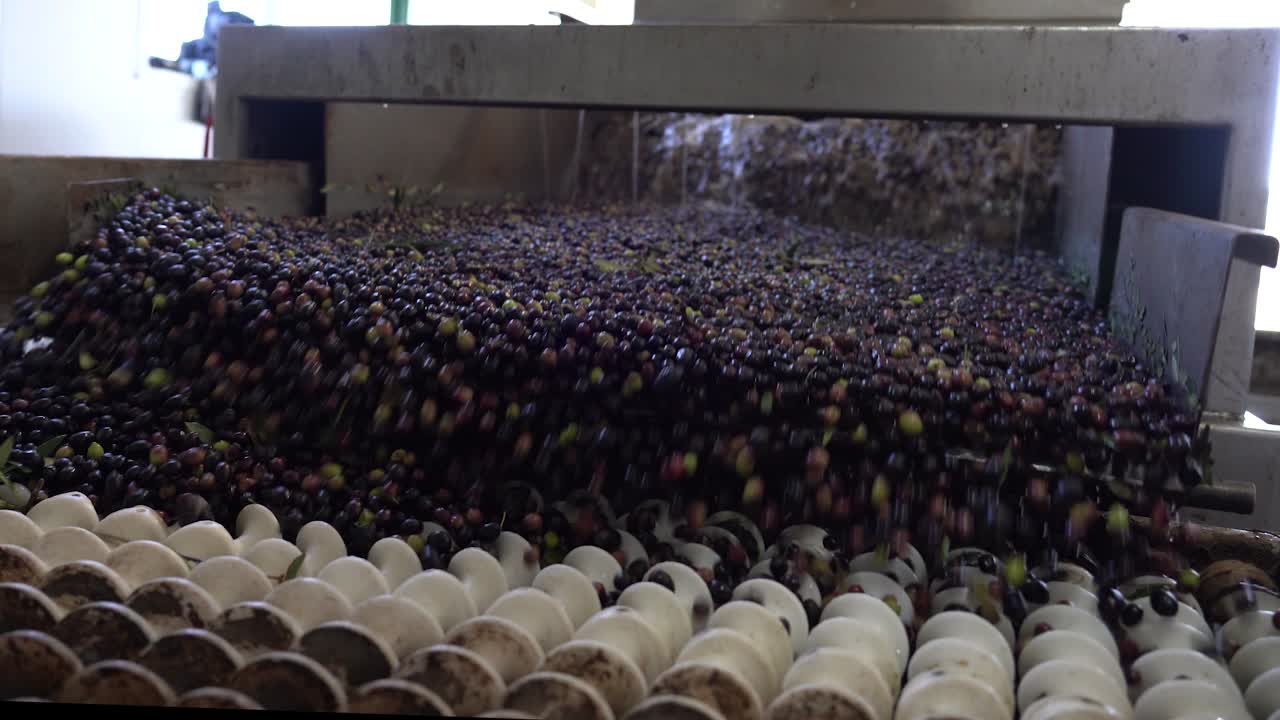 Wide shot of green and dark purple olives bouncing on a vibrating sorting plate in an olive oil factory, with water washing them in the background