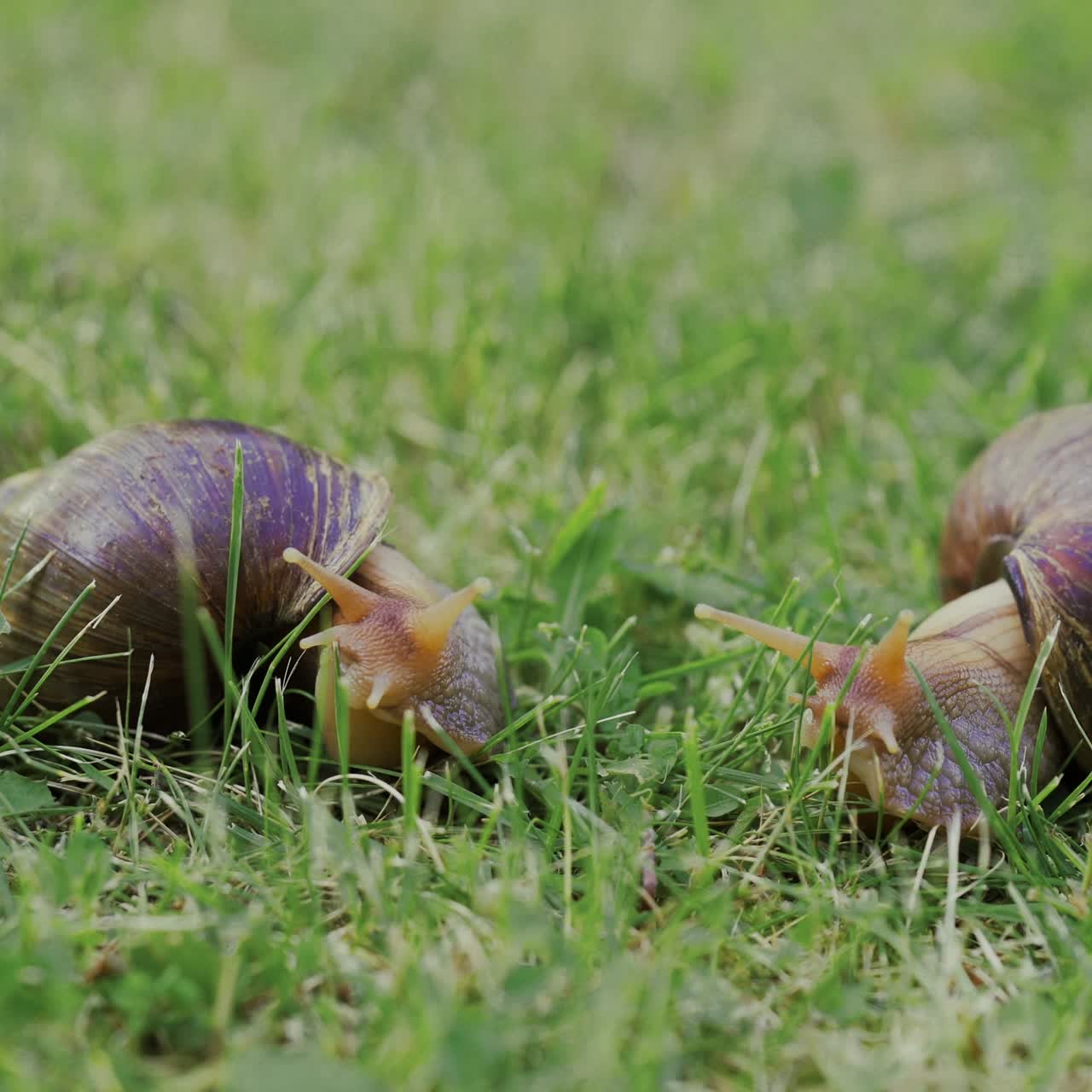 Big snails on a green grass. Shellfish. Snails Achatina fulica by closeup.
