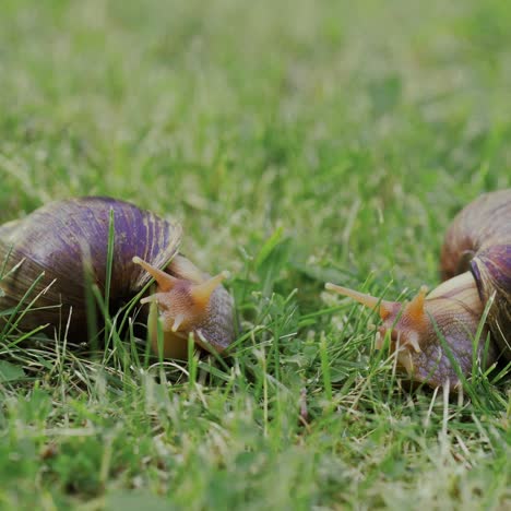 big snails on a green grass. shellfish. snails achatina fulica by closeup.