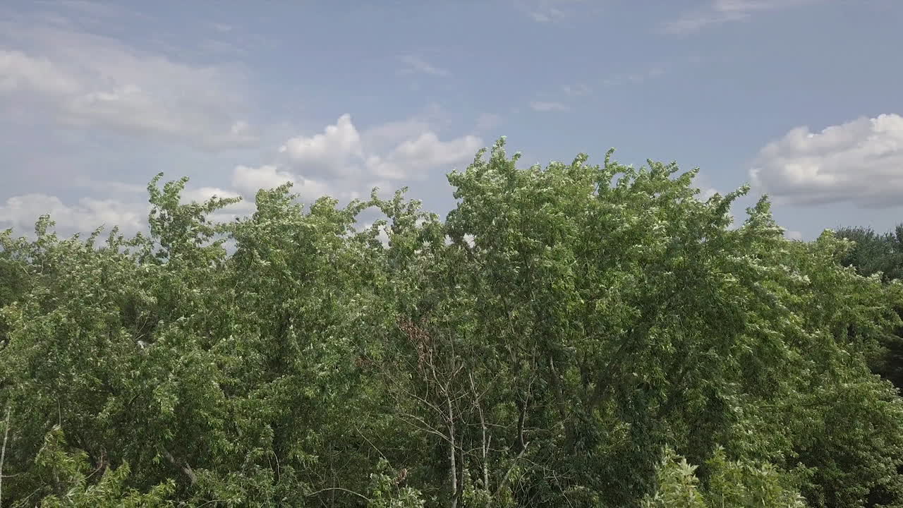 el disparo del dron baja para mostrar la forma de un árbol