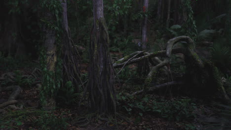 exploring the dense tropical forest at dusk with mysterious shadows