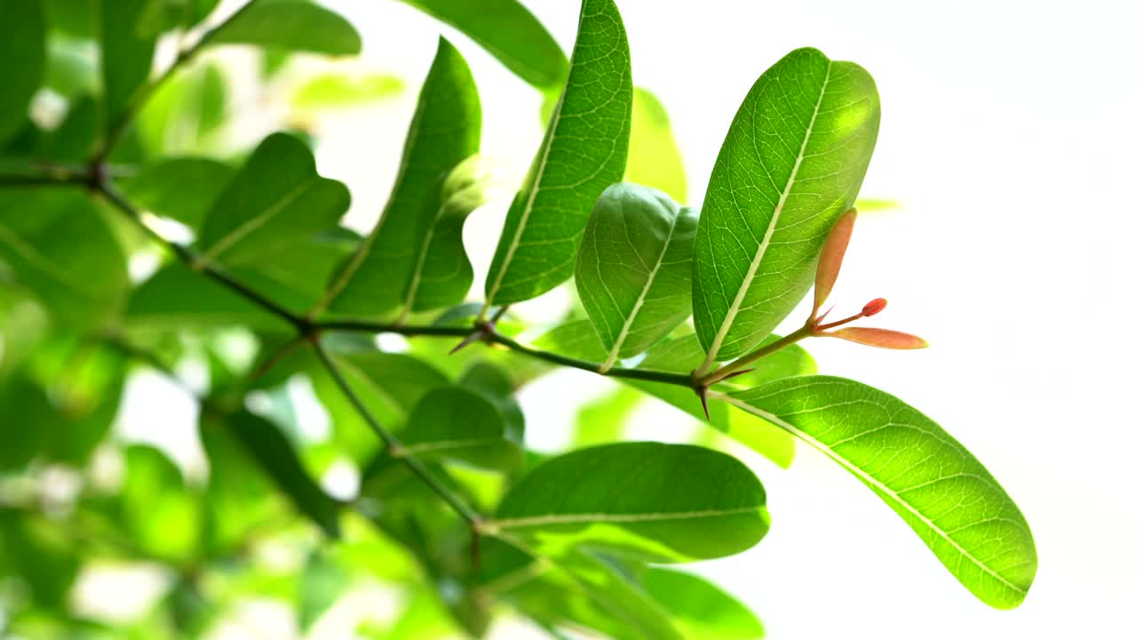 빛에 녹색 자연 식물