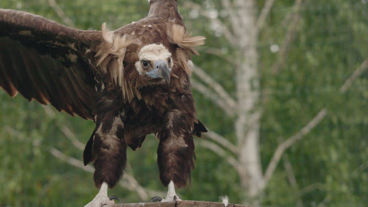 Vulture with outstretched wings