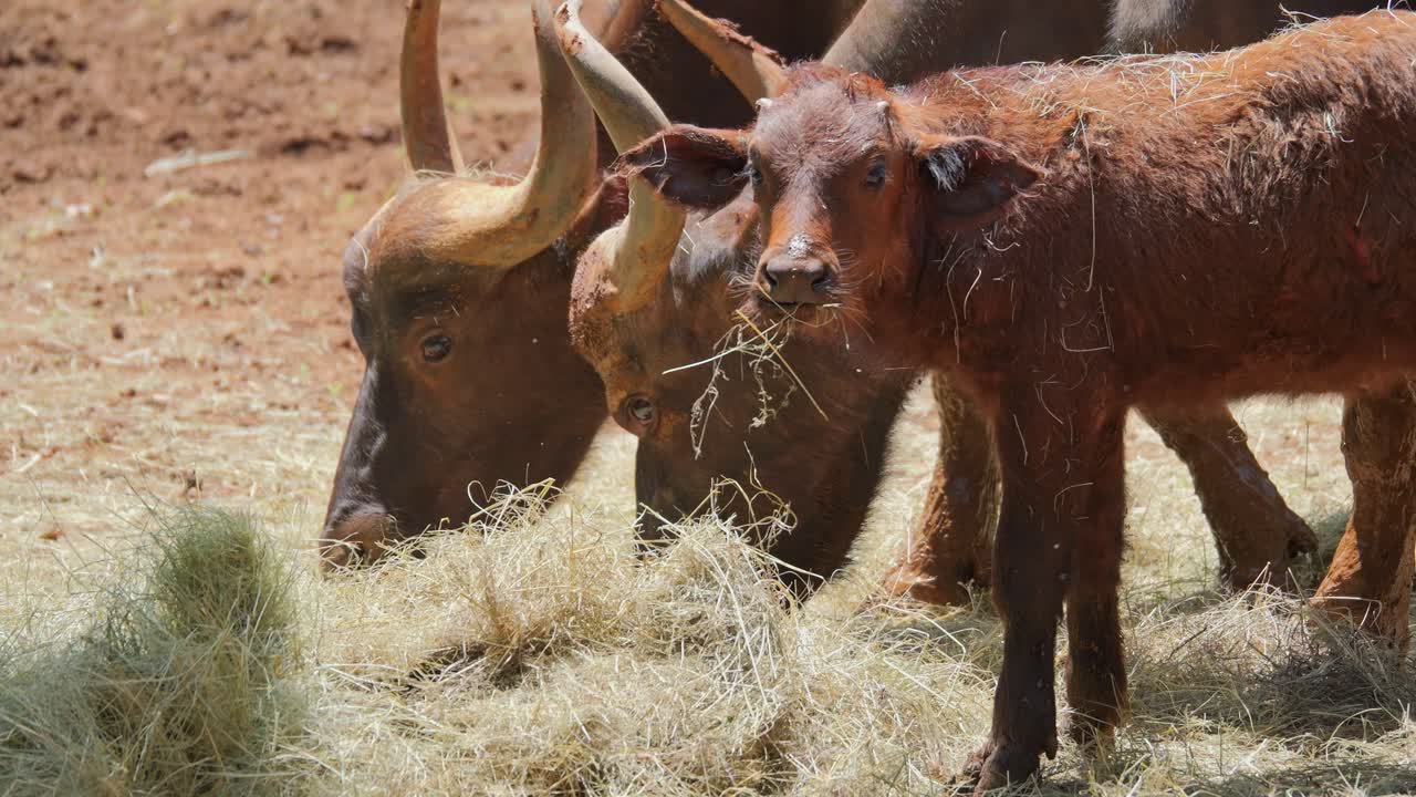 African buffalo mother and calf feeding together in Pretoria, South Africa