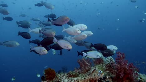 a small school of surgeonfish swimming in current above vibrant coral