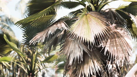 Tropischer-Garten-Mit-Palmen-In-Sonnenstrahlen