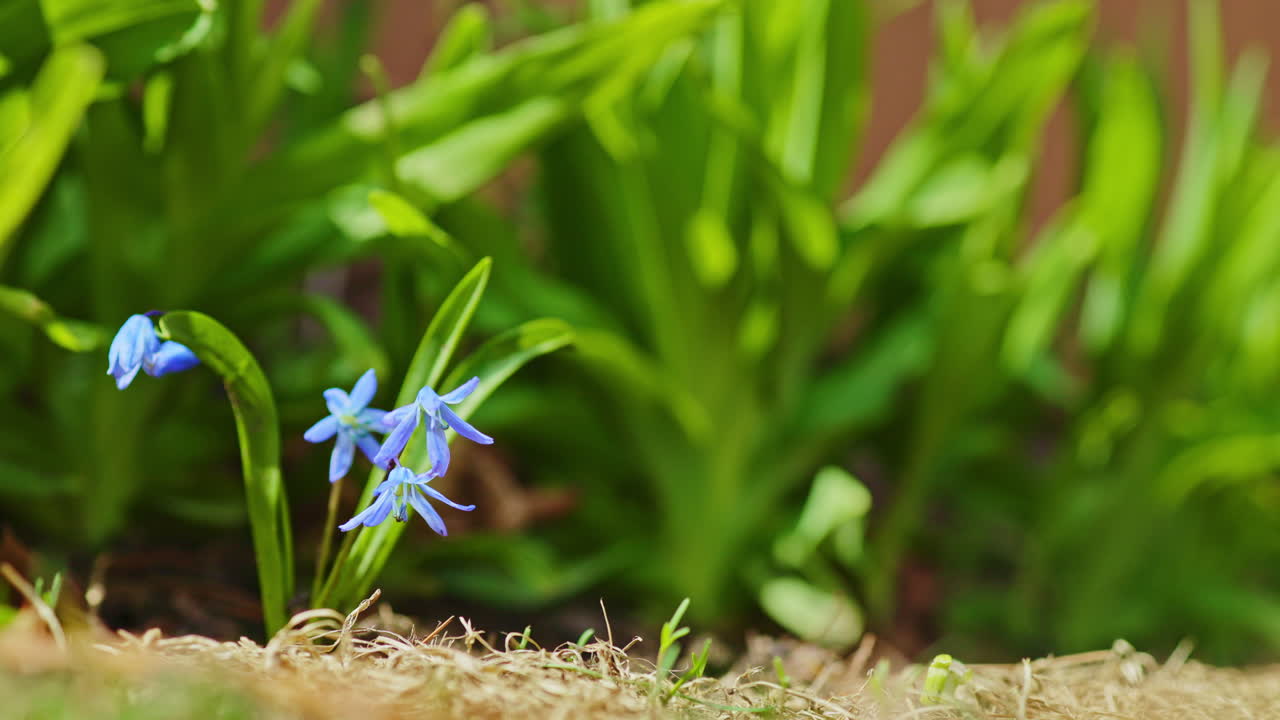 Blomster blomstrer i det tidlige forår og viser blå kronblade med grønne blade i en have i eftermiddagssolskin