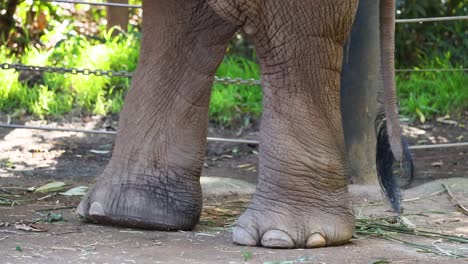 elephant's feet moving in a zoo enclosure