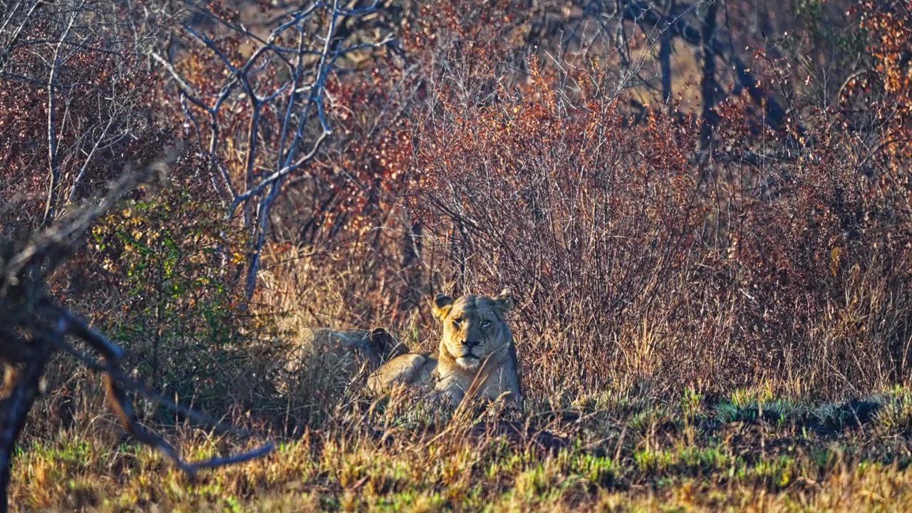 Handheld, lioness rests closely with her cubs among dry grass and bushland in a South African wildlife reserve. Natural footage suited to African wildlife, maternal behaviour, safari and conservation