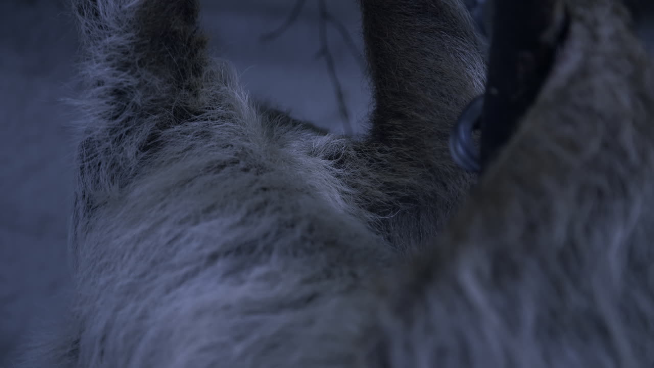 Un bradipo didattilo su un albero, in primo piano rispetto alla telecamera, ripreso in slow motion cinematografico.