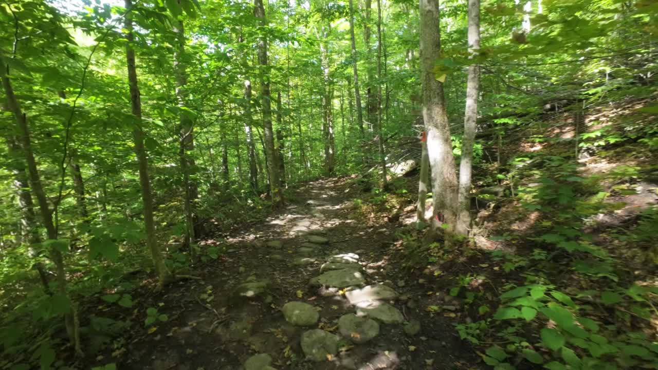Serene beauty of Mount Sutton's forest trails in Quebec, tranquil walk through sun dappled trees.