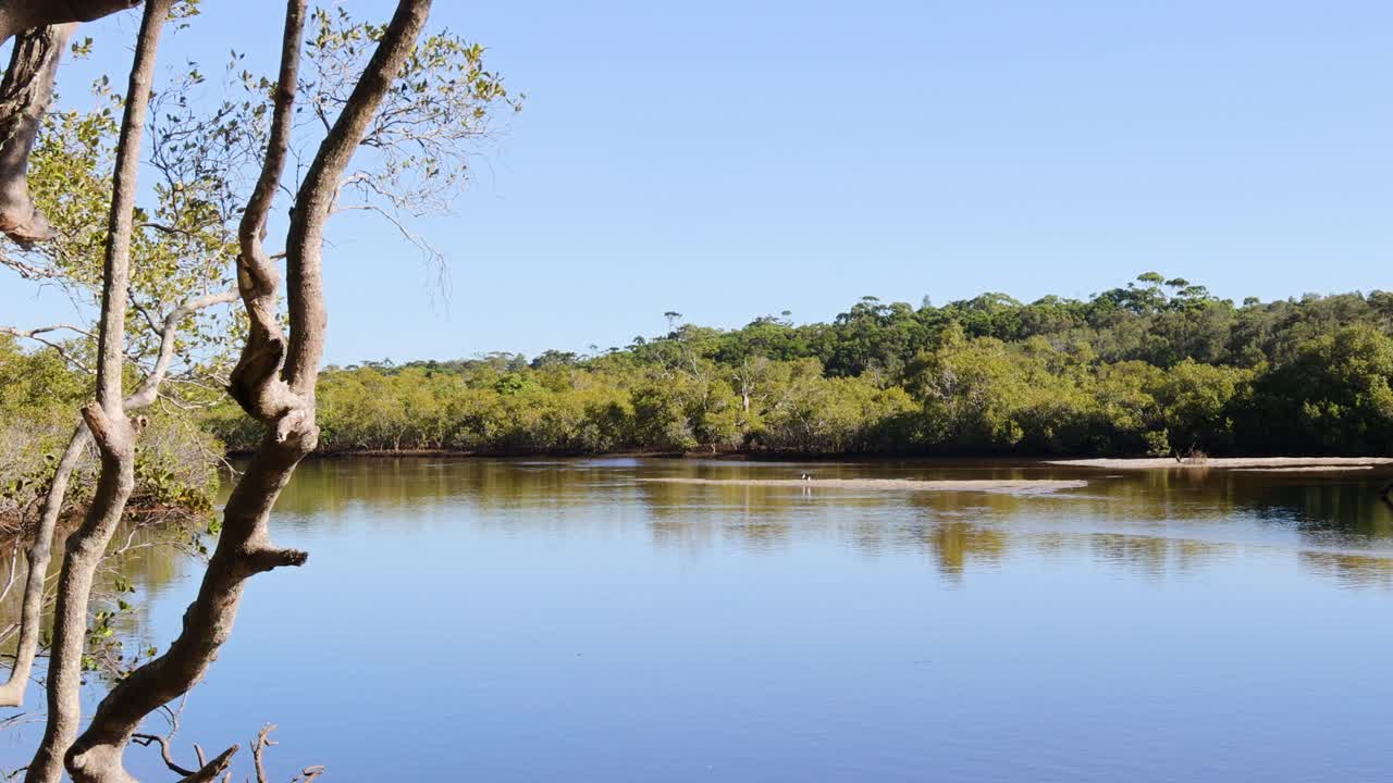 Calm water and trees at ocean shore