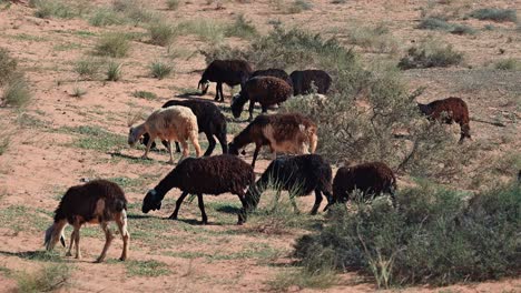 las ovejas najdi, originarias de la región de najd en la península arábiga, se ven comúnmente pastando en el desierto.