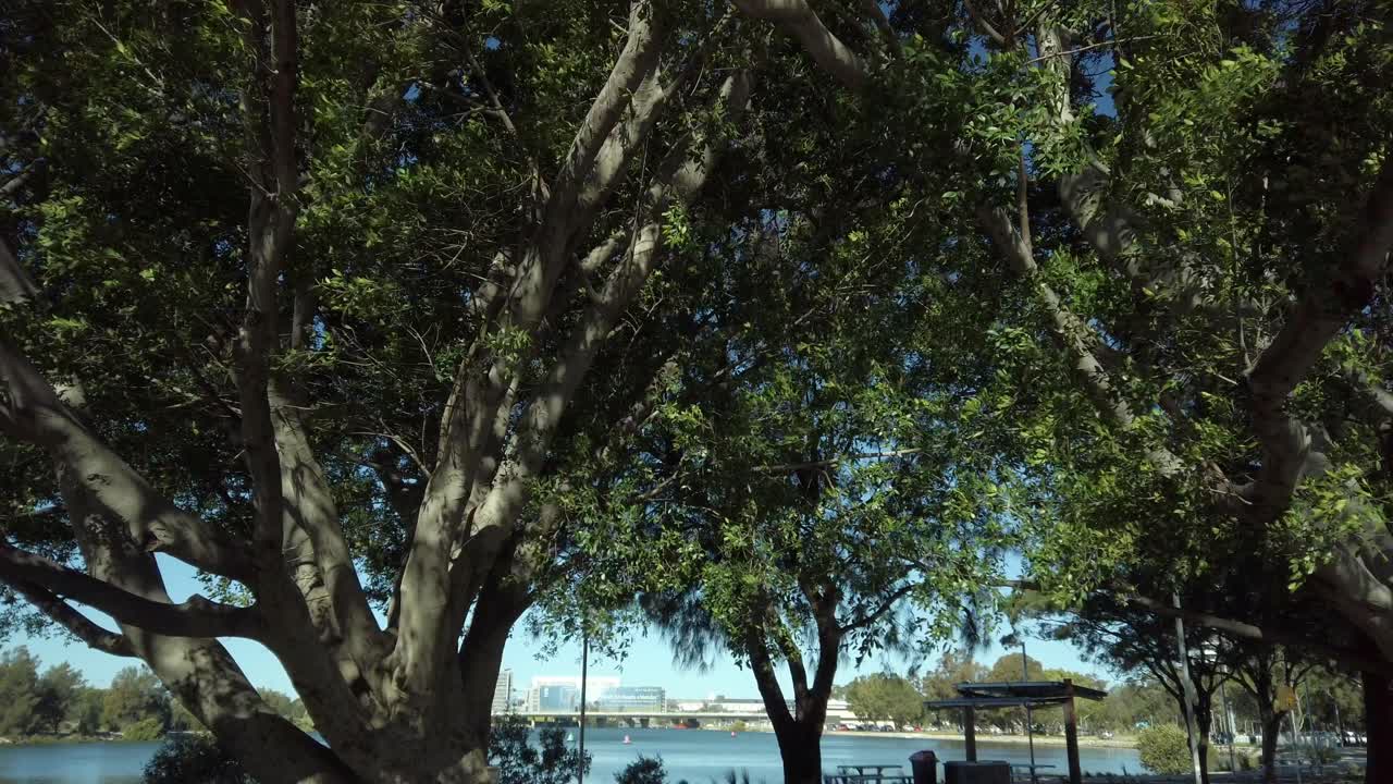 día ventoso bajo los árboles junto a un río en un día soleado
