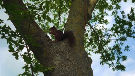 Linda-Ardilla-Marrón-Sentada-Comiendo-Nueces-En-Un-árbol-Verde-Trepando-Y-Saltando