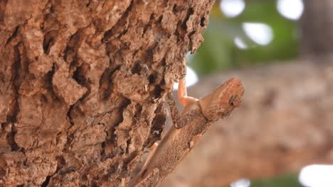 Eidechse---Baum---Augen---Beine-