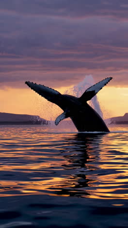 humpback whale breaching at sunset