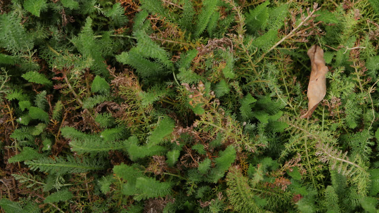 Close up top down footage of the camera panning over baby ferns that are getting ready for sale.