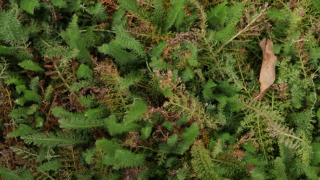close up top down footage of the camera panning over baby ferns that are getting ready for sale.