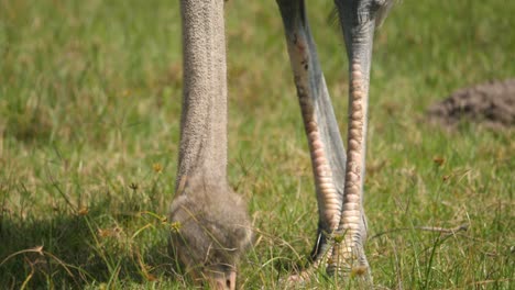 close up of an ostrich using its beak to peck at seeds in the grass