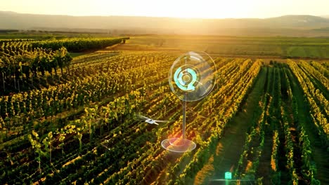 drone view of a vineyard at sunset