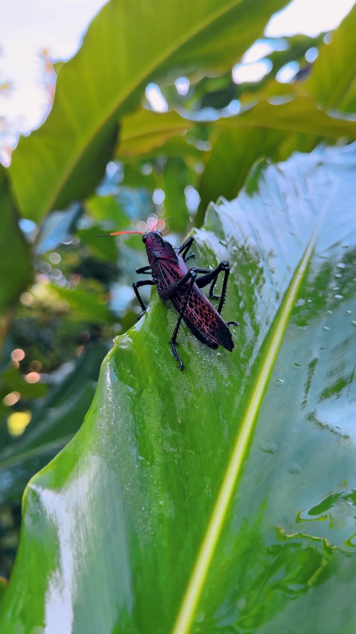 Giant red and black grasshopper on wet green leaf. Large colorful lubber grasshopper resting on a tropical leaf with water droplets in Costa Rica.