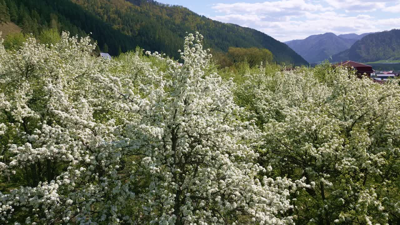 White blossoms bloom on trees in spring. Green hills rise behind a village with distant mountains. Sky is bright and partly cloudy. Nature awakens in full bloom