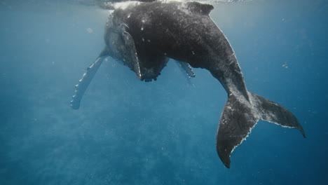 mother humpback whale supporting her resting calf along the surface of the south pacific ocean, vava'u tonga