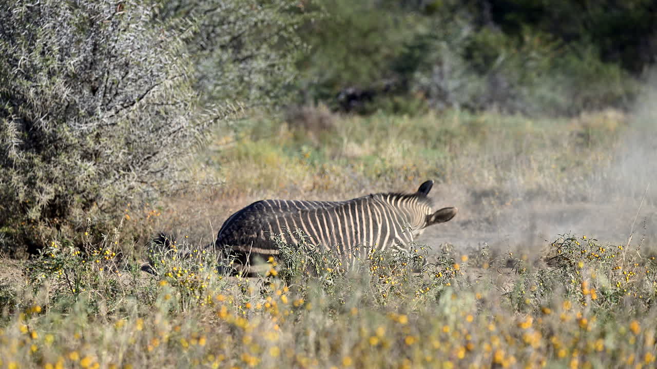 Zebra di montagna del Capo che si rotola nella sabbia per tenere lontani gli insetti, Mountain Zebra N