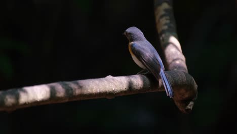 branch bouncing up and down after the bird landed on it as it looks towards the camera and turns its head, hill blue flycatcher cyornis whitei, thailand