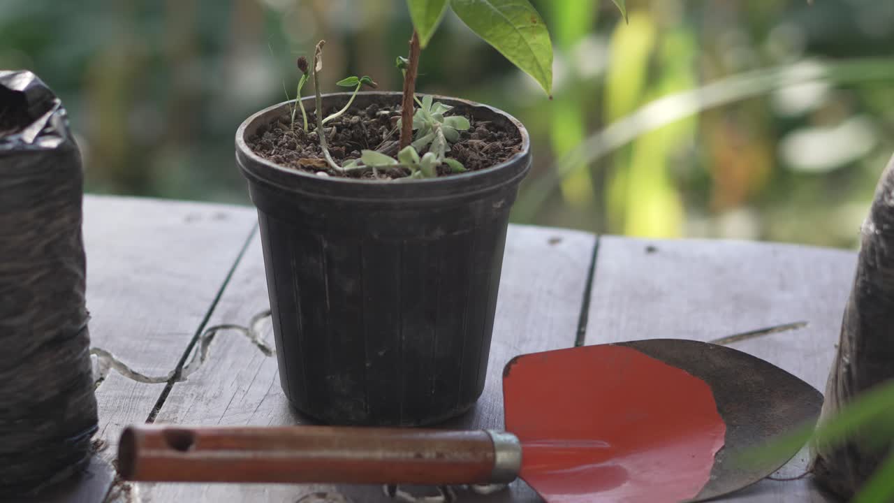olla con una planta de aguacate y una pala de siembra en una mesa de madera rústica en el jardín