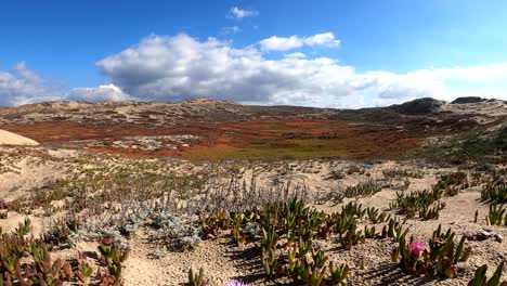 reserva de dunas de arena marina, california