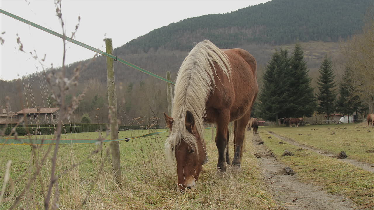 коричневая лошадь со светлыми волосами ест траву в поле