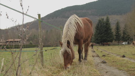 brown horse with blond hair eating grass in the field