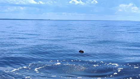 calm relaxing deep blue water ripples caused by gentle winds