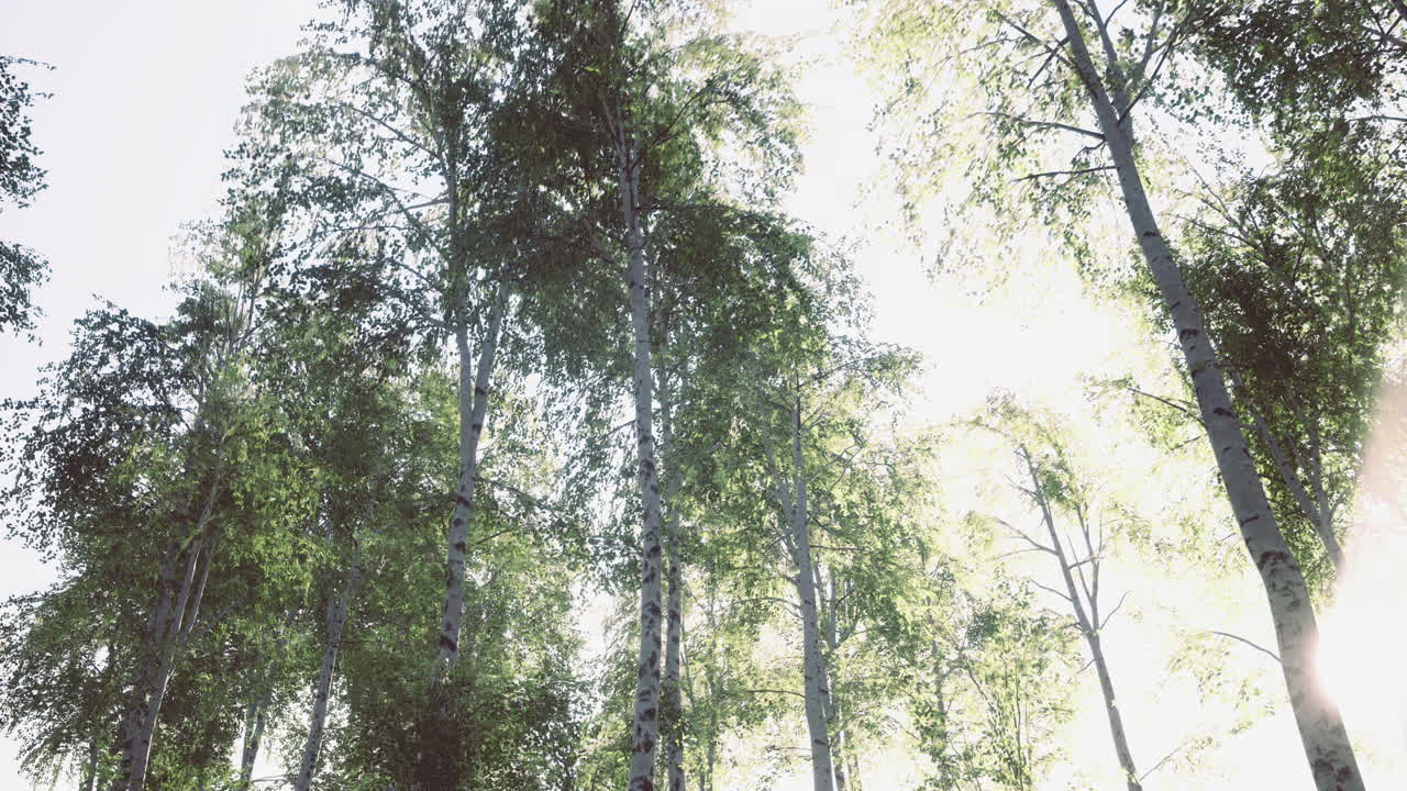 Sunlight filters through tall trees in a serene forest setting