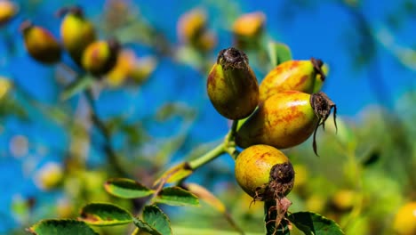 Zoom-in-on-a-rose-hip