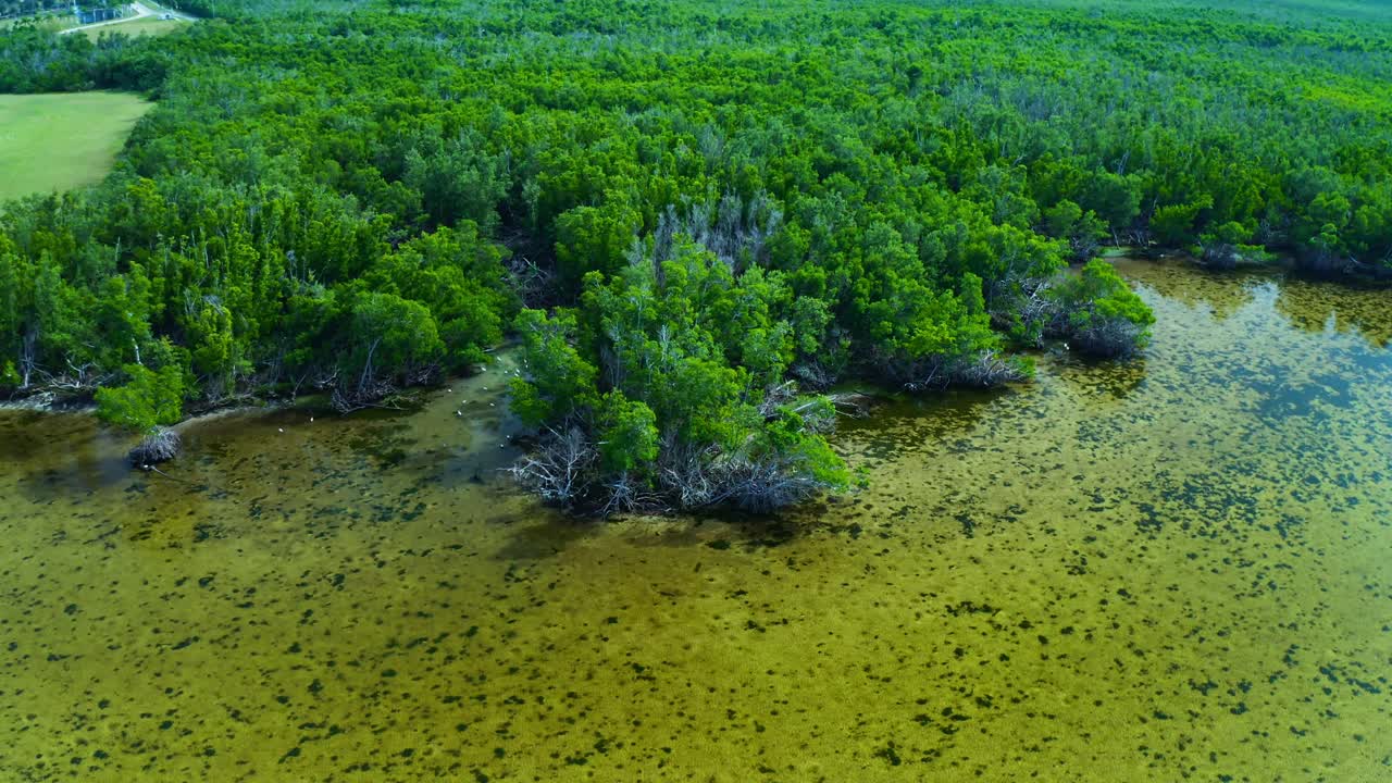 Dense green mangrove trees grow along the shoreline of shallow, clear water with patches of seagrass, creating a rich coastal ecosystem in a tropical region