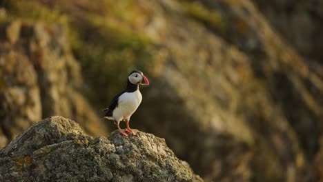 slow motion puffin taking off from cliffs on skomer island, atlantic puffins flying in flight with rocks and coastal scenery on the coast of skomer island, uk birds and wildlife