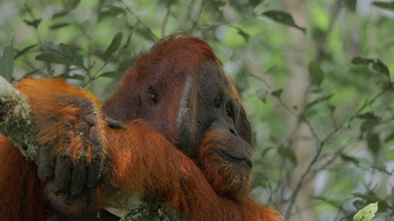 Orangutan in its Natural Habitat