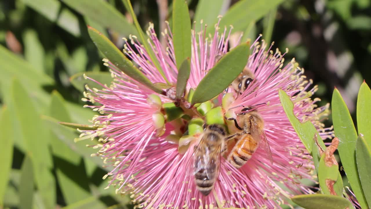 varias abejas recogen néctar de una flor rosada vibrante