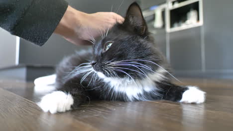 slow motion of hand stroking black and white cat lying on ground indoors,close up