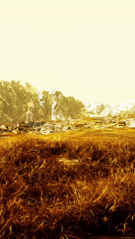 campo de hierba dorada con montañas cubiertas de nieve en la distancia
