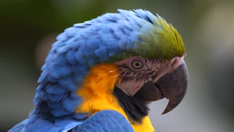 foto de perfil de un guacamayo azul y amarillo mirando alrededor