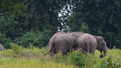 Indian-Elephant,-Elephas-maximus-indicus,-Thailand