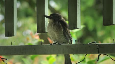 juvenile butcherbird perched on wooden porch trim to stay out of the rain, daytime maffra, gippsland, victoria, australia