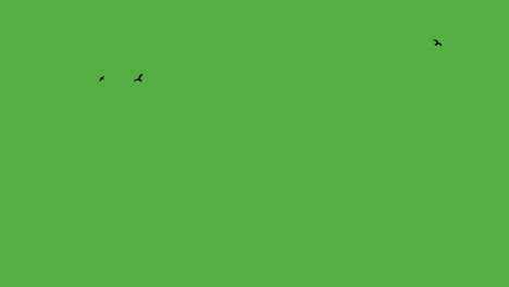 flock of birds on chroma key