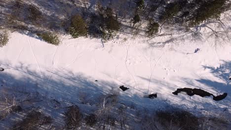Birdseye Aerial View of Frozen River and Woods in Rural Winter Landscape of Quebec, Canada